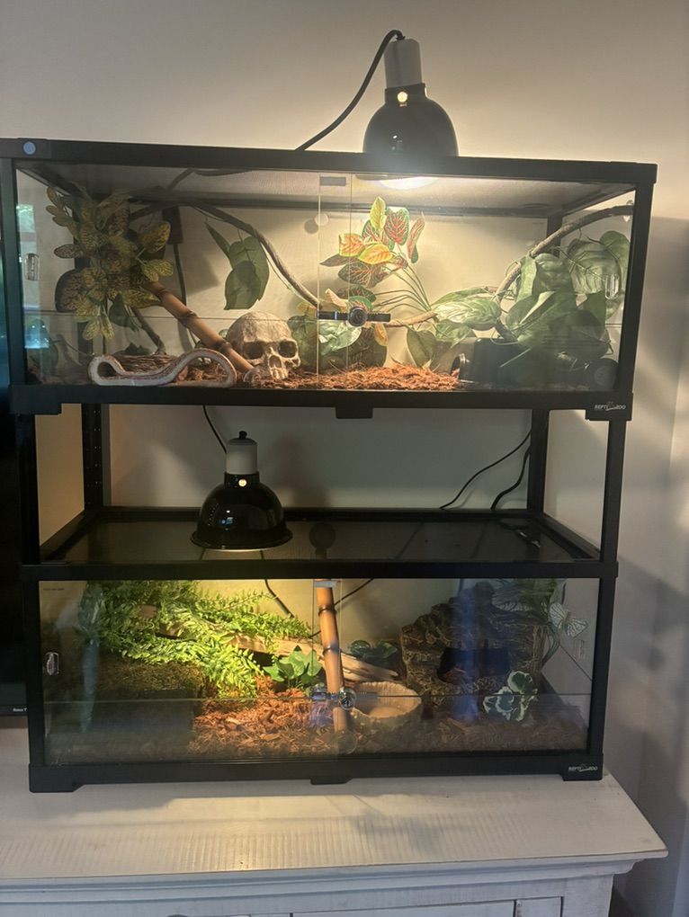 2 40g Snake Enclosures With Ball Snakes