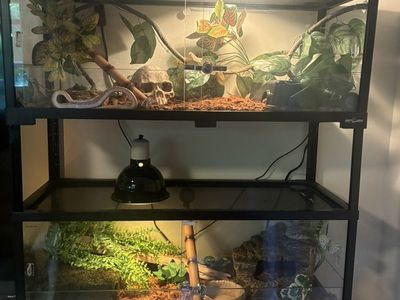 2 40g Snake Enclosures With Ball Snakes