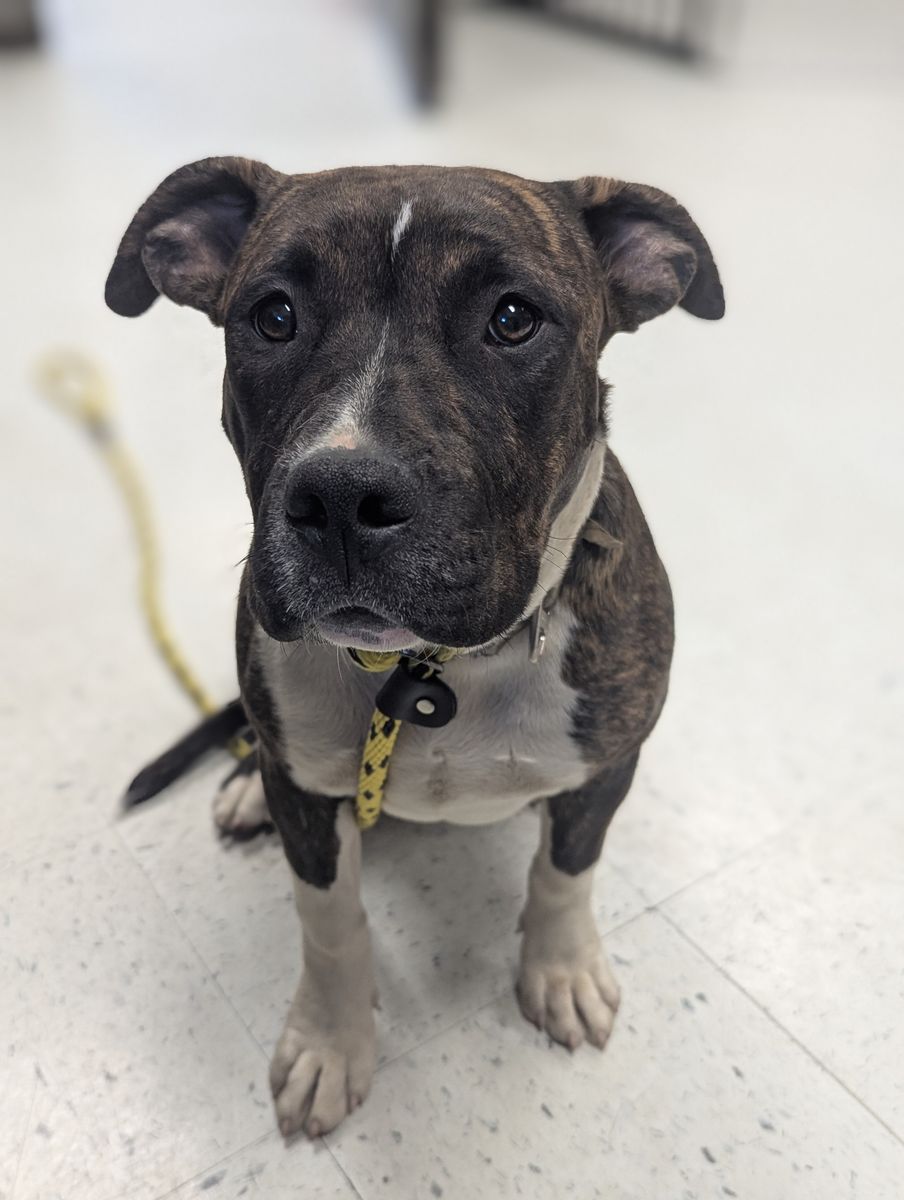 A163010 Raspberry Tart is Available for Adoption!