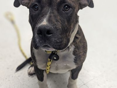 A163010 Raspberry Tart is Available for Adoption!
