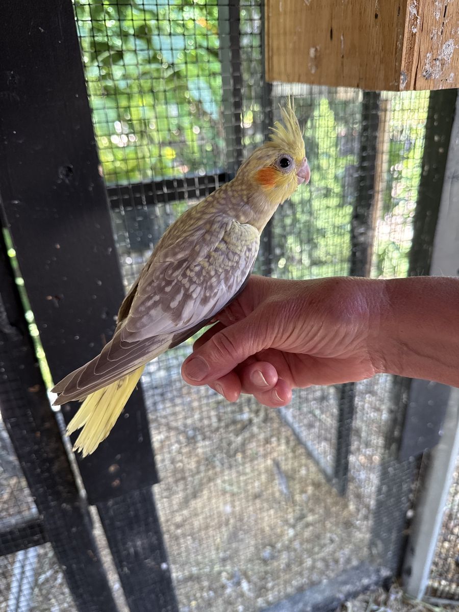 Cockatiel