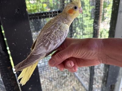 Cockatiel