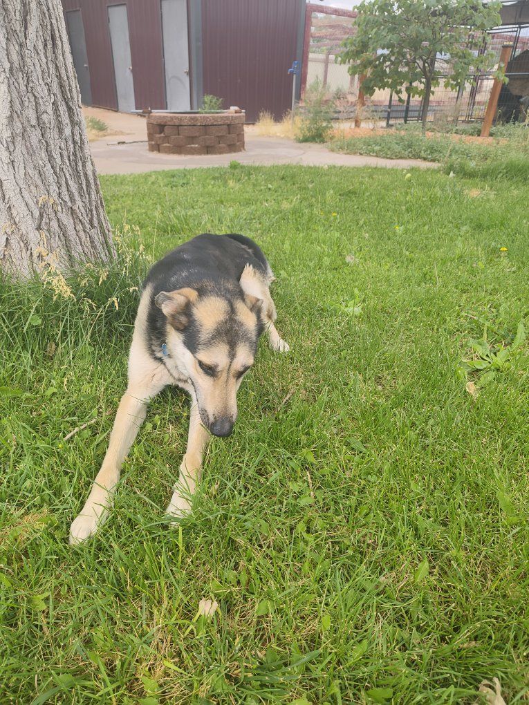 ember German shepherd husky mix