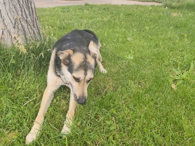 ember German shepherd husky mix