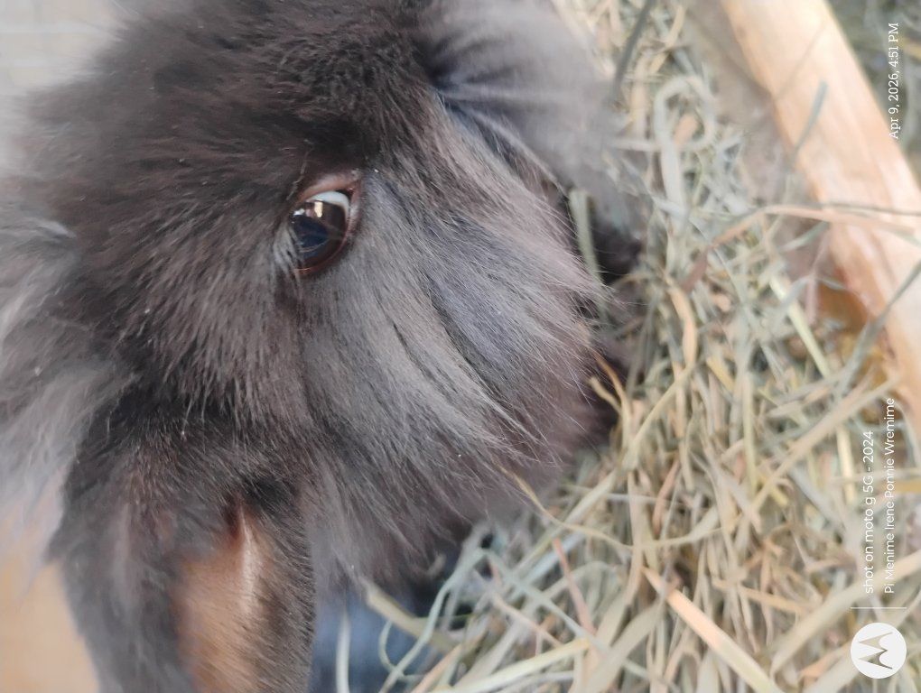 bunnies for sale to good home