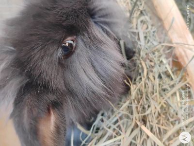 bunnies for sale to good home