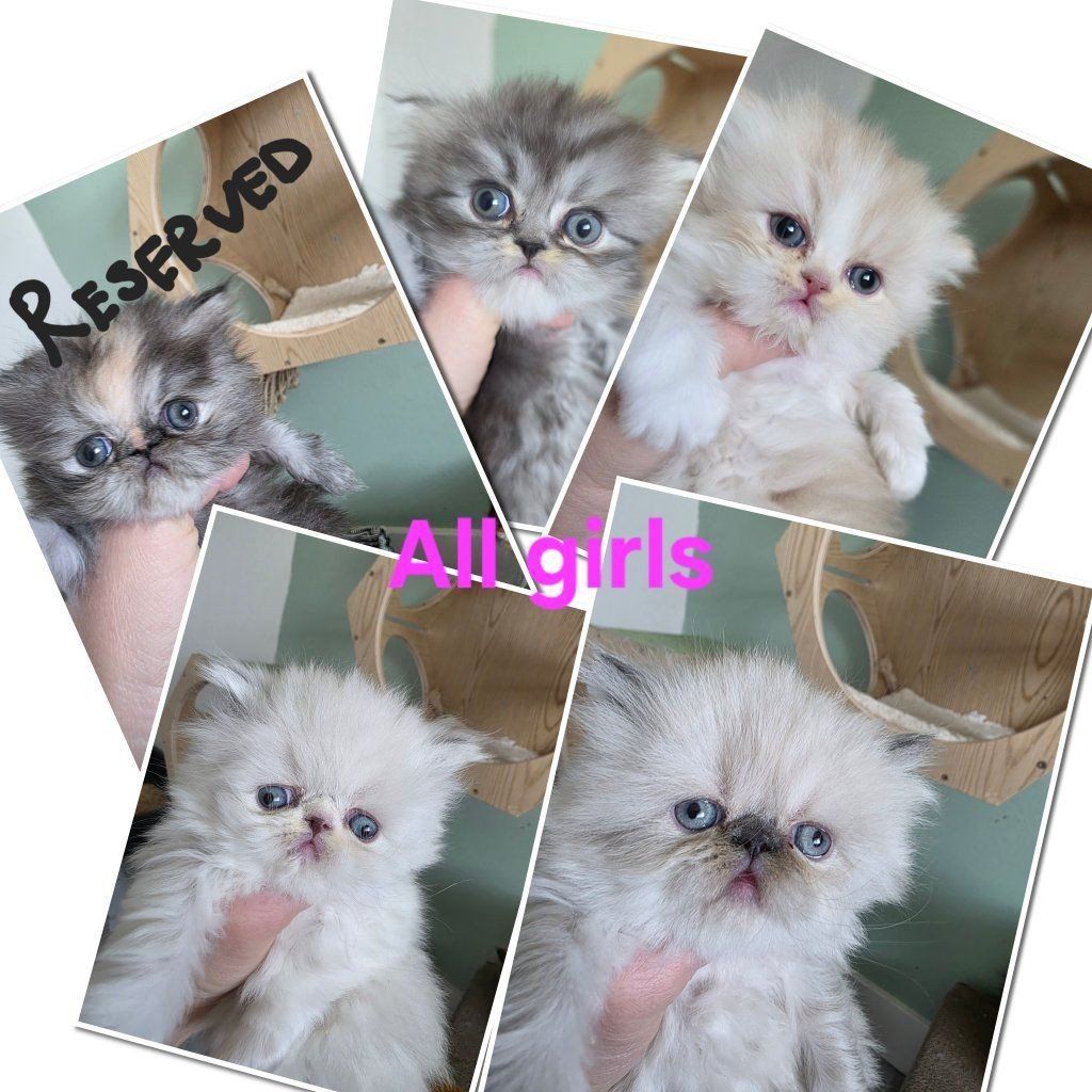 Purebred Persian kittens! (all girls) 5 weeks old