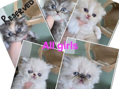 Purebred Persian kittens! (all girls) 5 weeks old