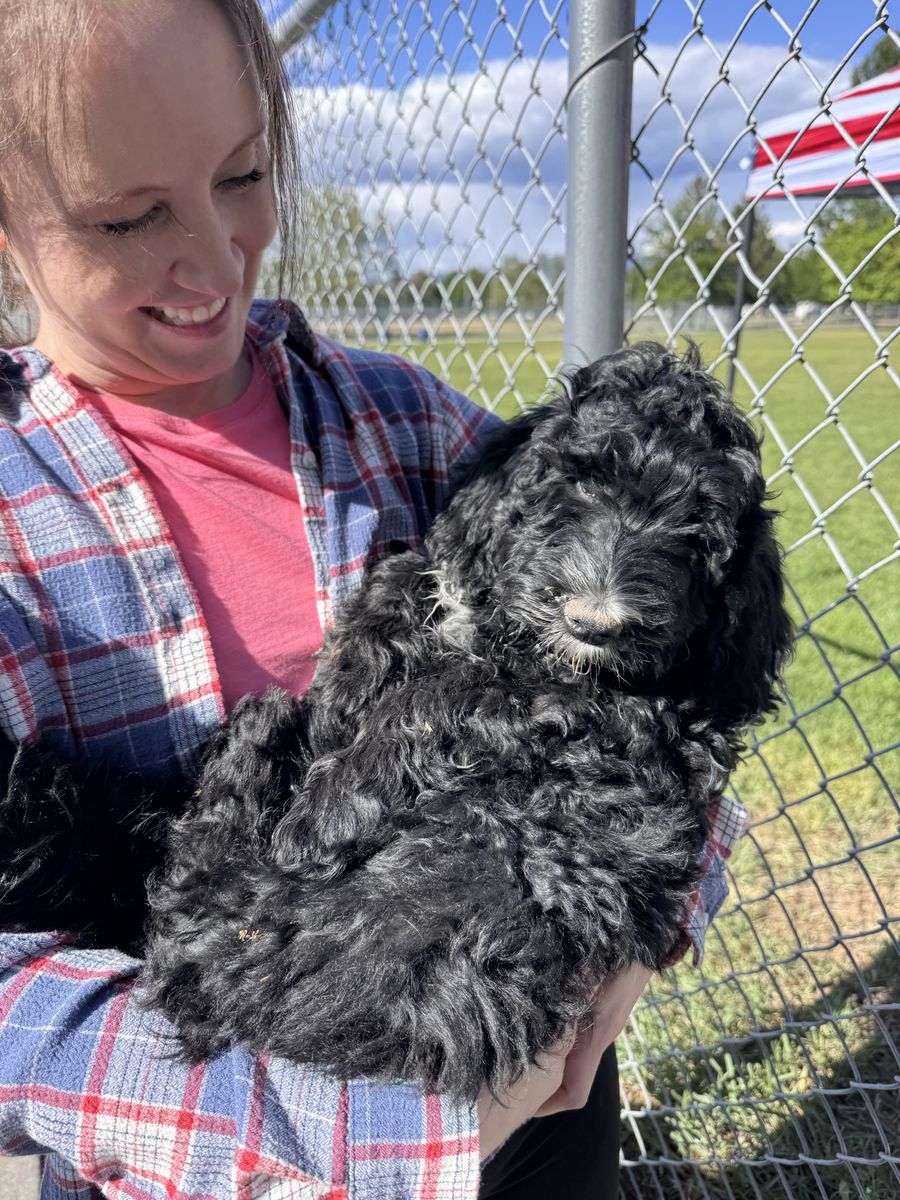 Bernedoodle puppies. 2 males left