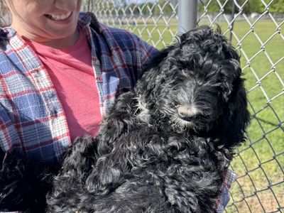 Bernedoodle puppies. 2 males left
