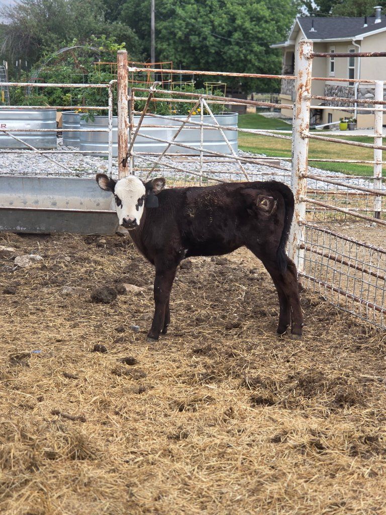 Heifer bottle calf