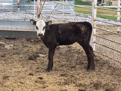 Heifer bottle calf