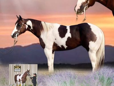 APHA BREEDING FEE ONLY, LIVE COVER ONLY