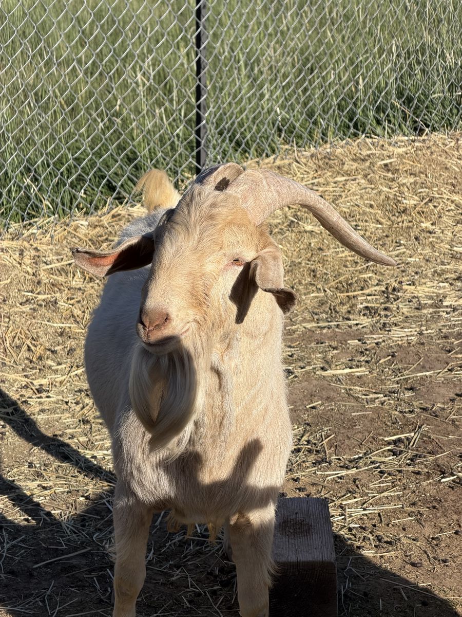 2 year old Goat