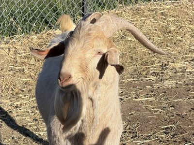 2 year old Goat