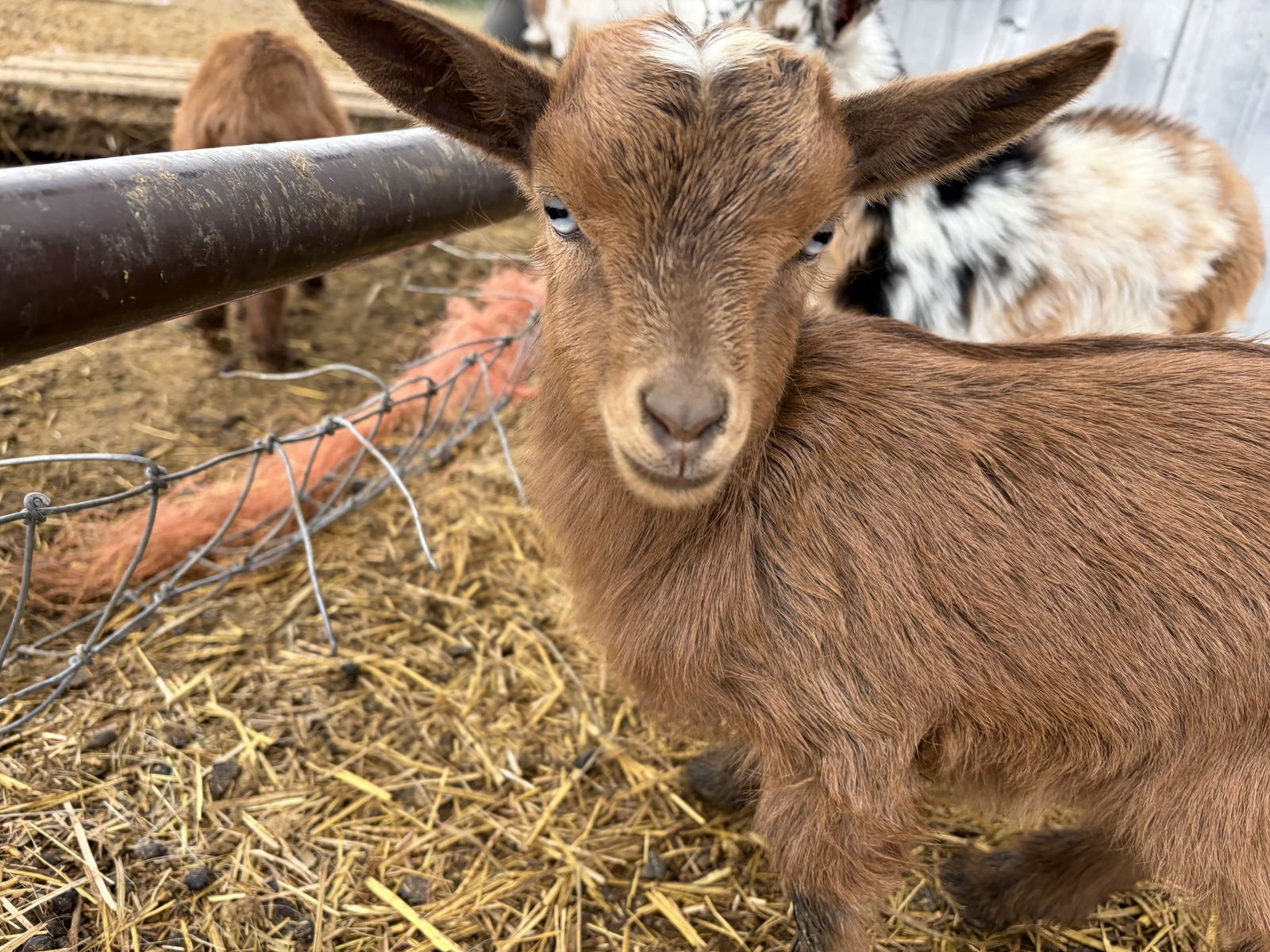 Blue eyed female Nigerian dwarf goat