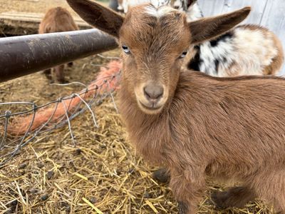 Blue eyed female Nigerian dwarf goat