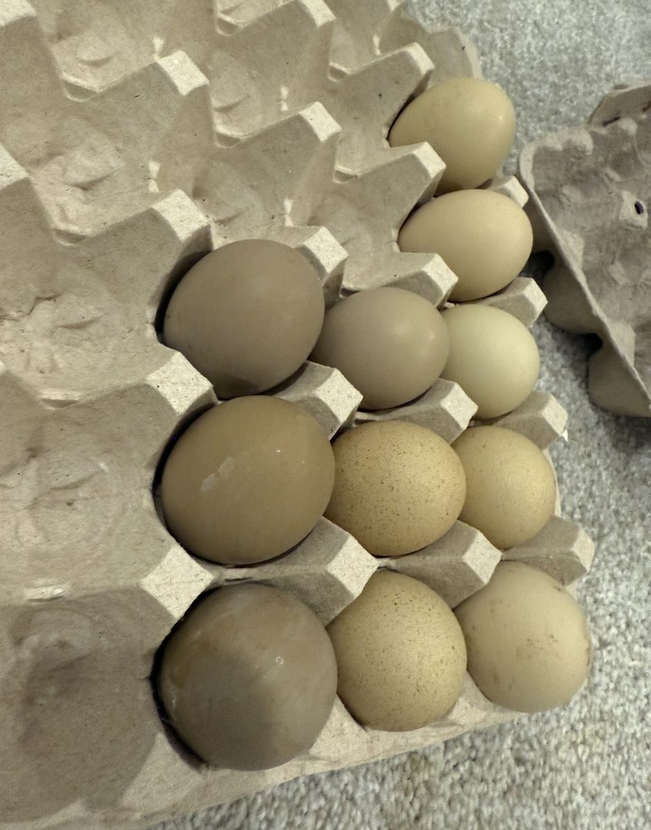 OliveEgger Pullets Point of Lay