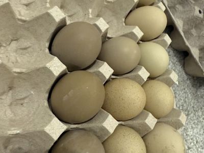 OliveEgger Pullets Point of Lay