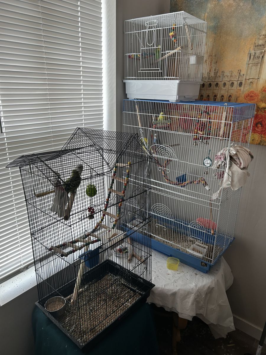 6 Parakeets