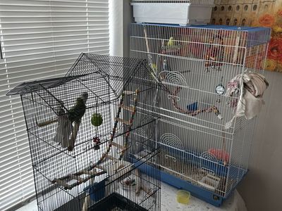 6 Parakeets