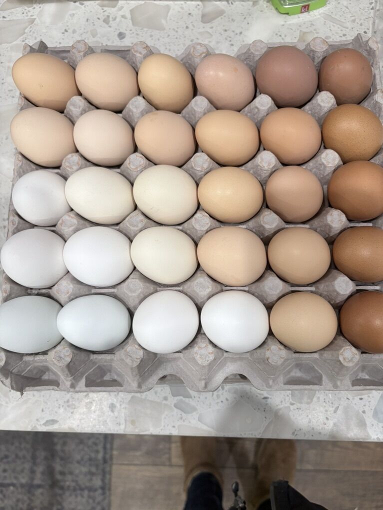 Fresh Eggs