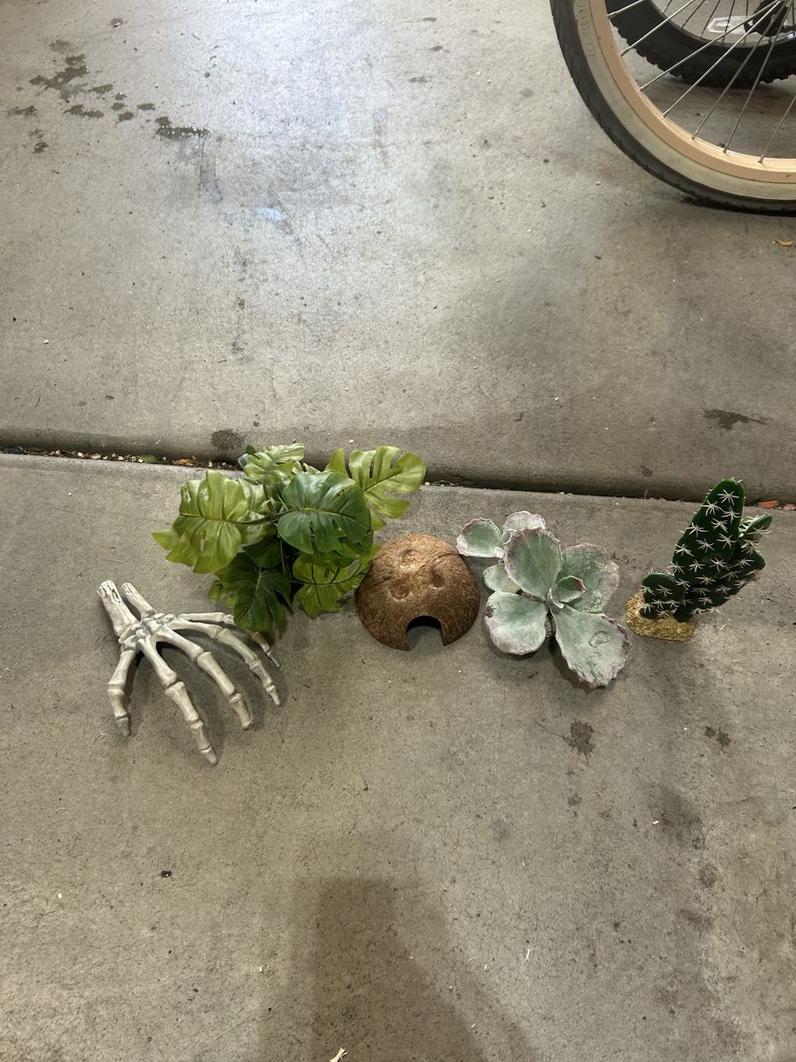Reptile decor