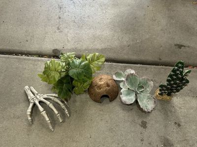 Reptile decor