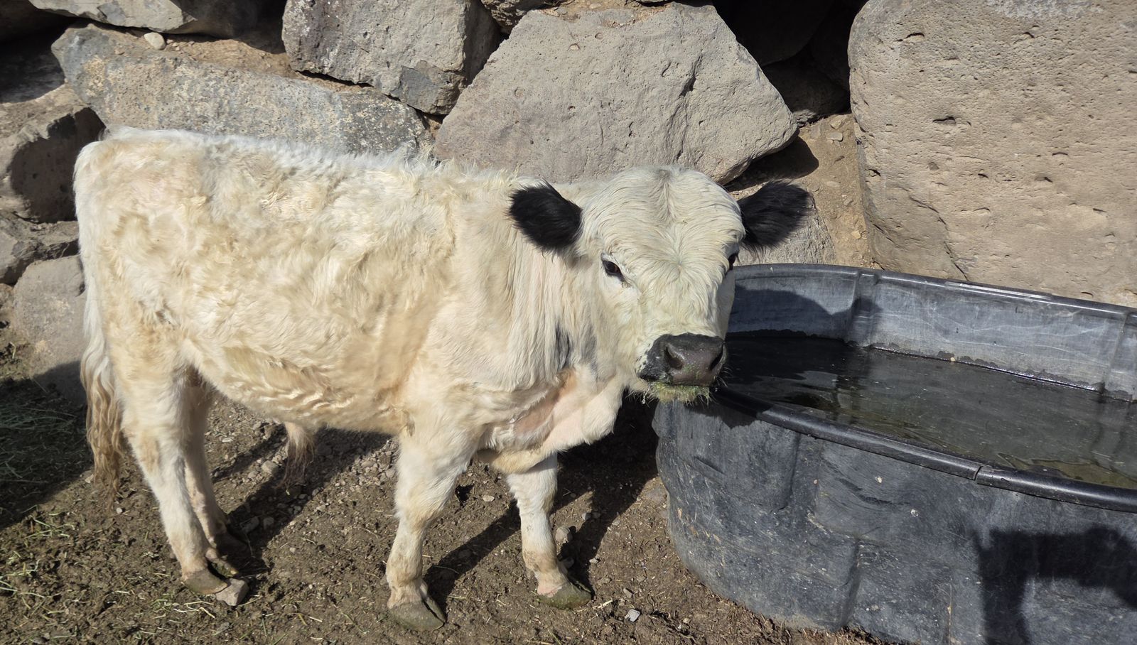 British White Cross Bred Bull – 1½ yrs old