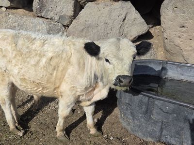 British White Cross Bred Bull – 1½ yrs old