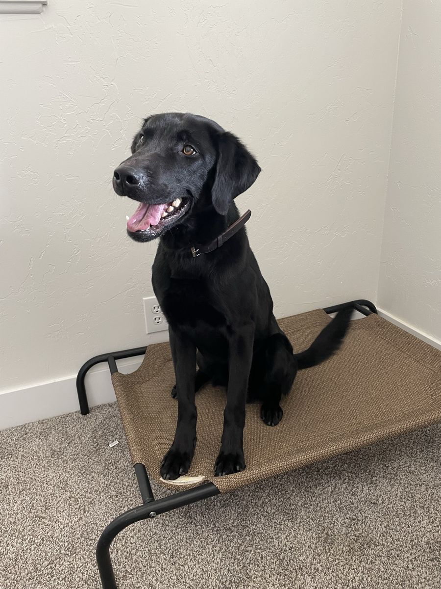 Trained, Young Pure bred Black lab from bird dog lineage