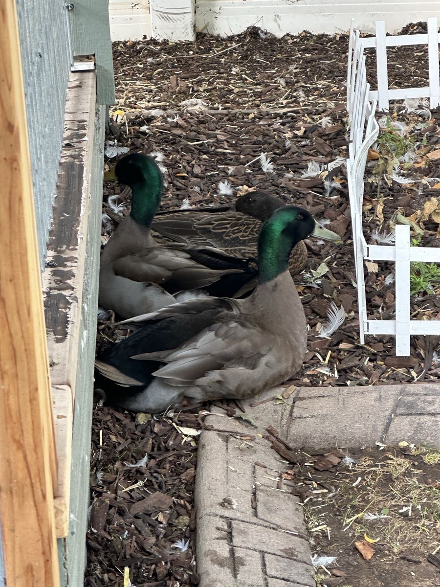 Live Ducks / Poultry