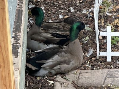 Live Ducks / Poultry