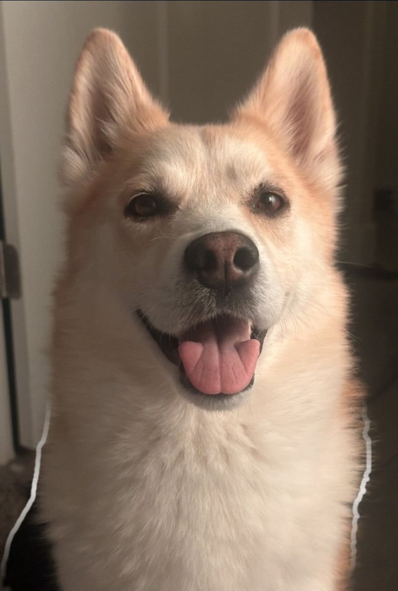 Pomsky Dog - Male, 6 Years Old, Playful, Looking for a Loving Home