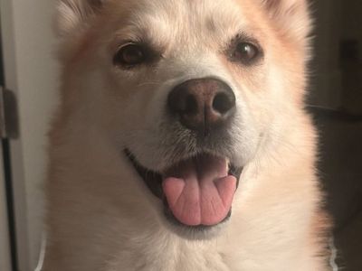 Pomsky Dog - Male, 6 Years Old, Playful, Looking for a Loving Home