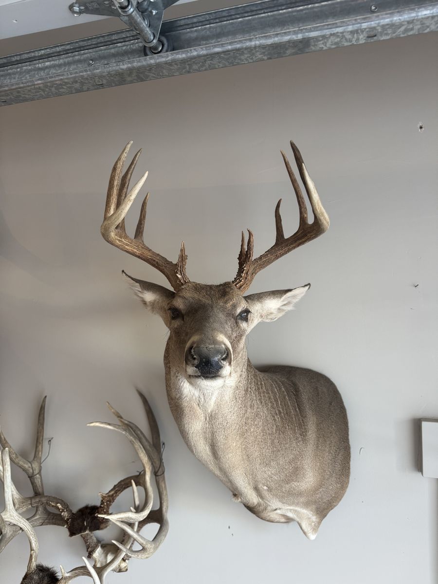 Deer Mount