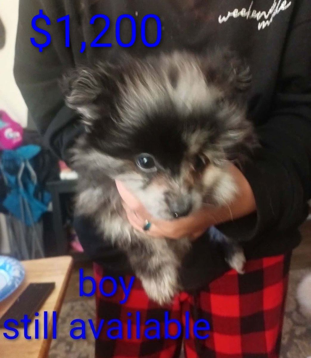 Pomeranian Puppies - Male 1 & Female1, Various Colors Available