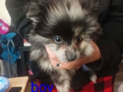 Pomeranian Puppies - Male 1 & Female1, Various Colors Available