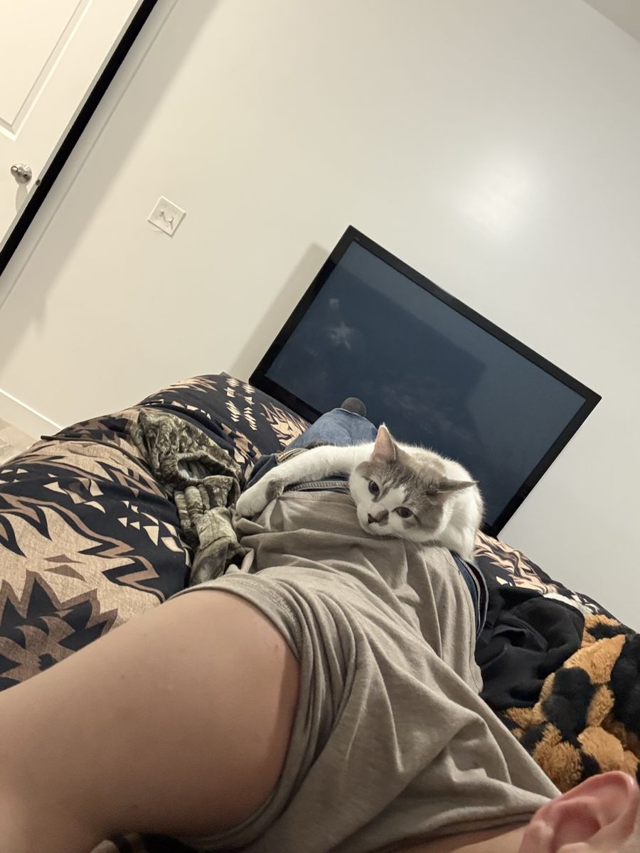 Cat for sale