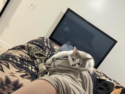 Cat for sale