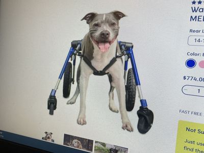 New dog walking wheels full support 4 wheelchair