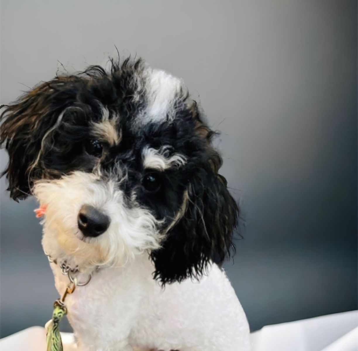 Male toy poodle