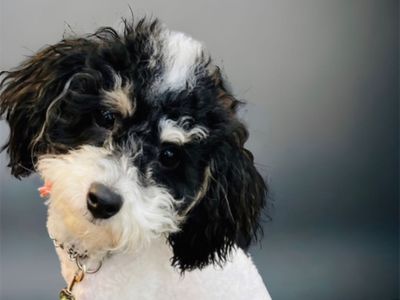 Male toy poodle