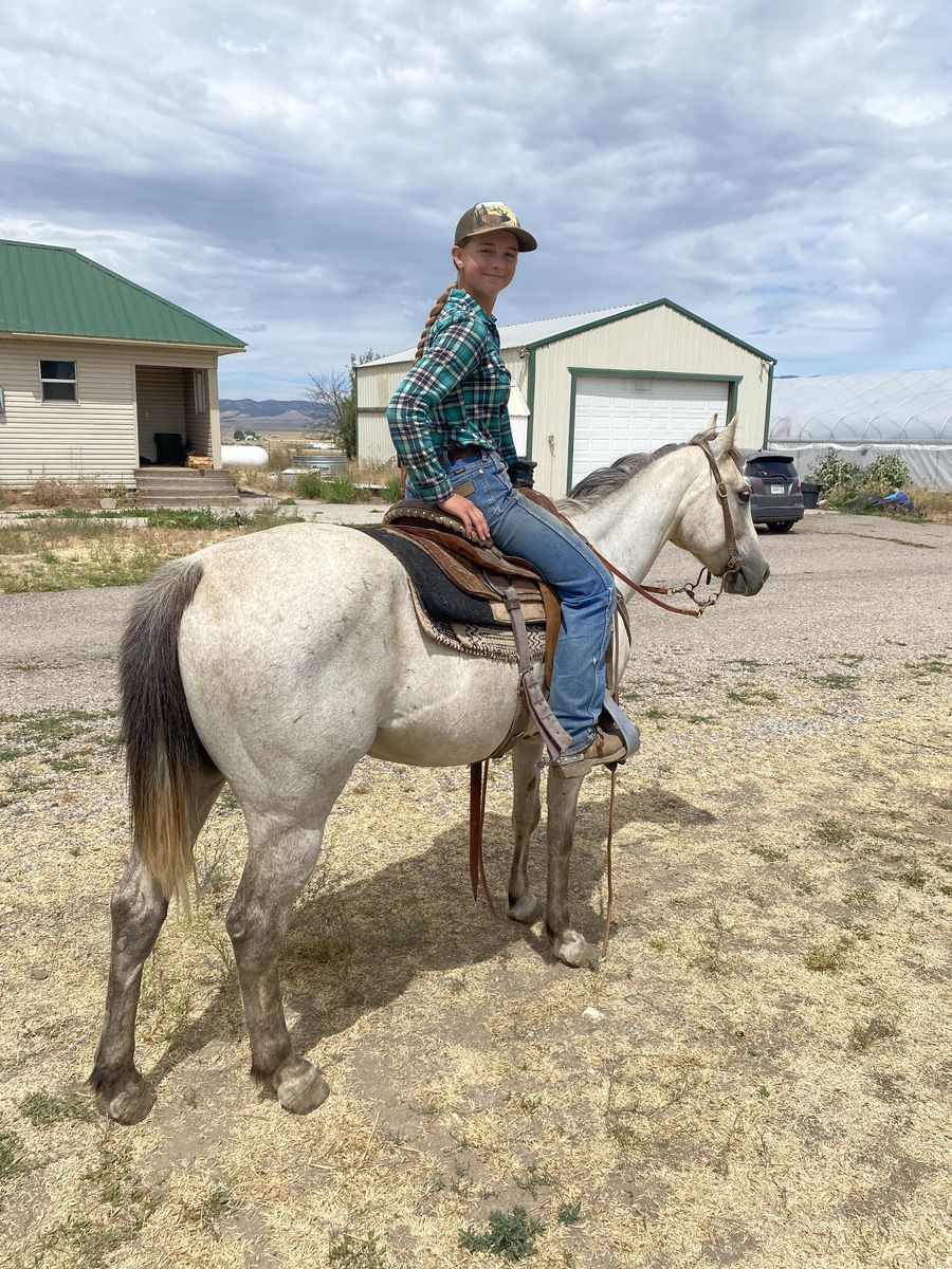 5 year old Gray Gelding