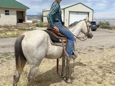 5 year old Gray Gelding