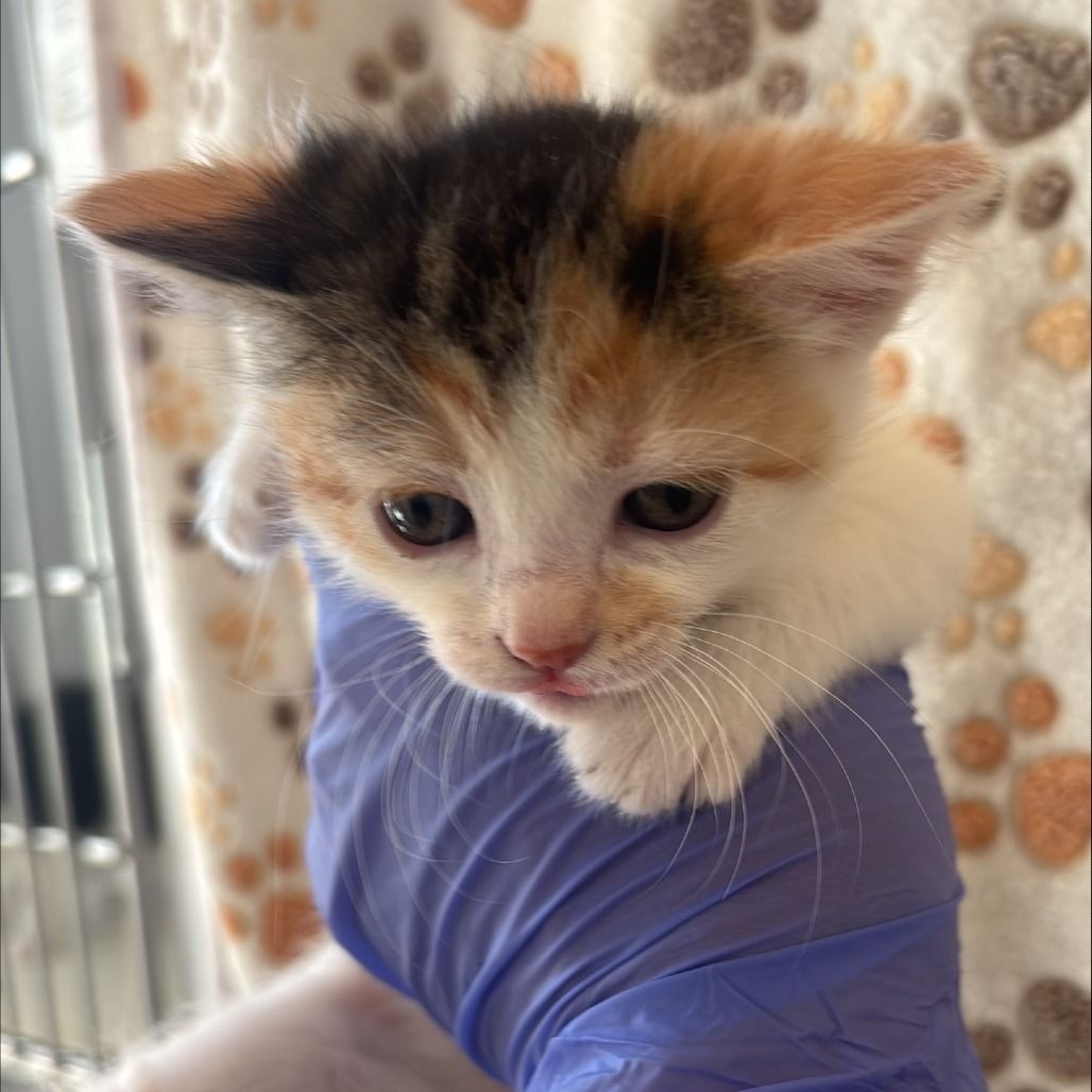 Hello my name is Crumpette