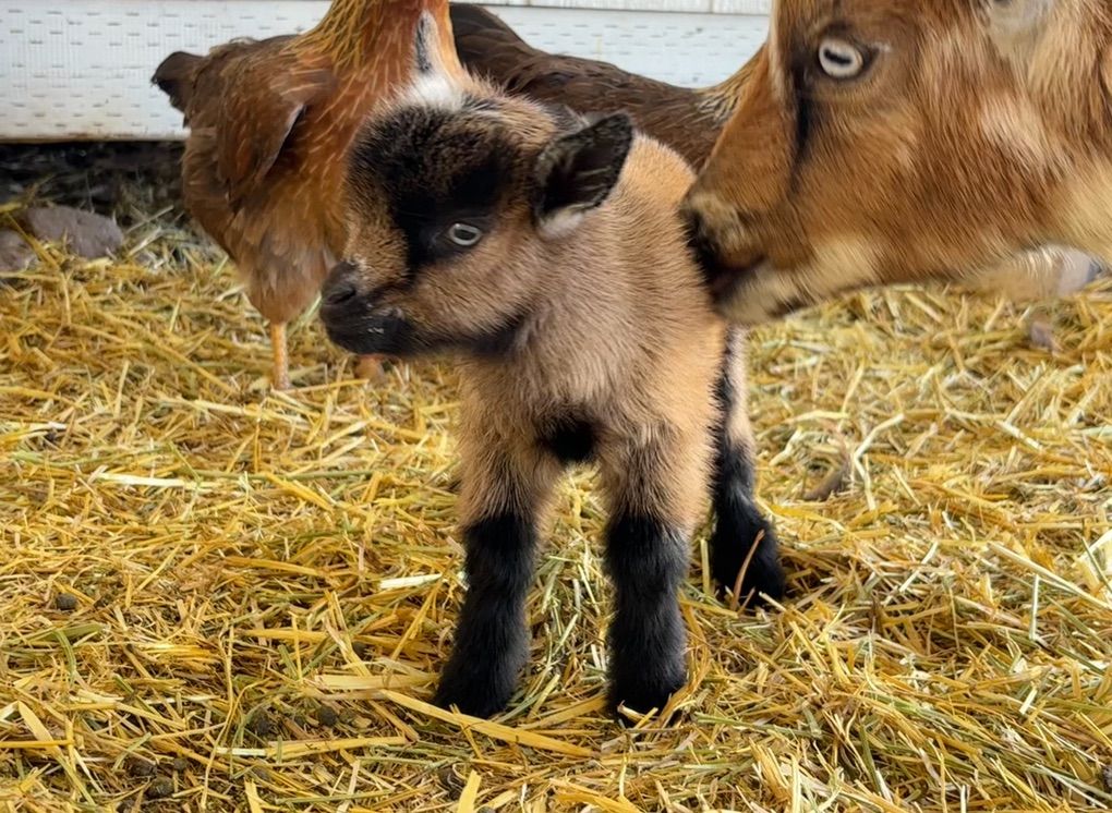 Registered Nigerian Dwarf Buck