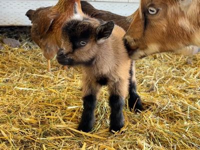 Registered Nigerian Dwarf Buck