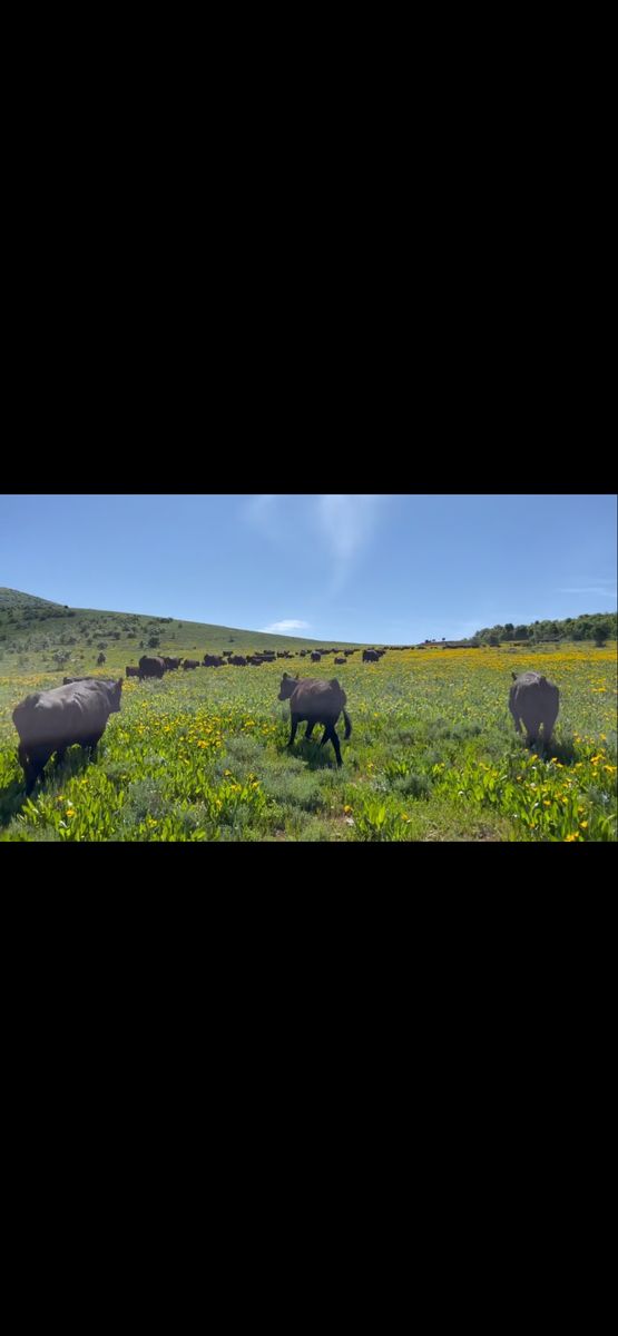 Pasture lease.