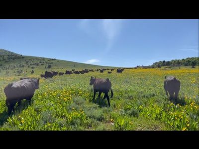 Pasture lease.